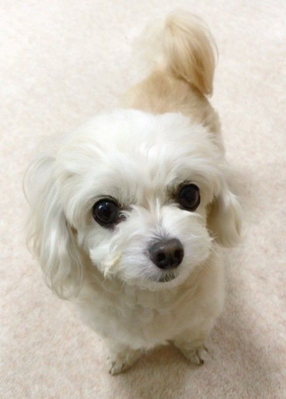 おやつが欲しい