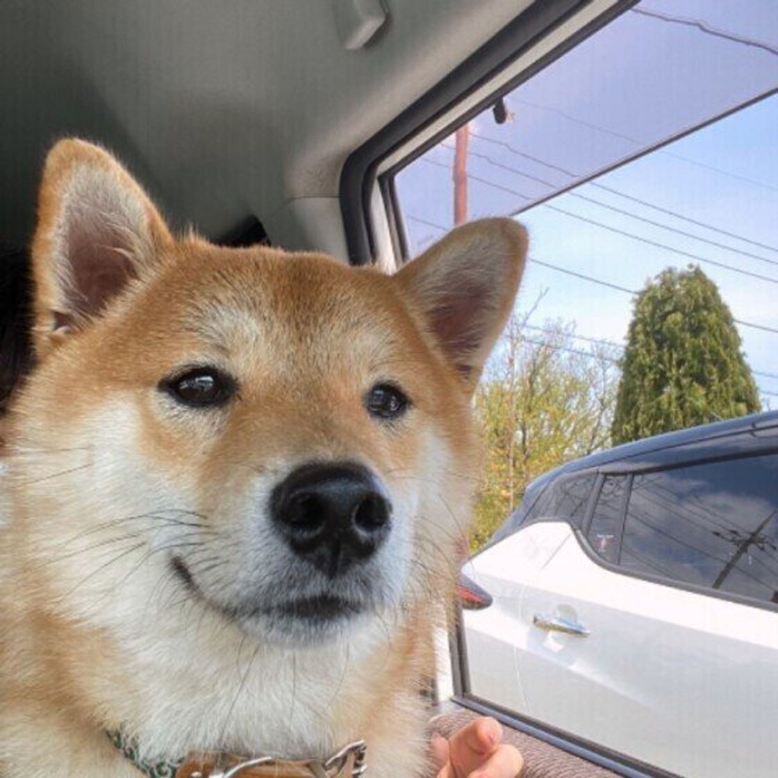 暑い季節 犬を車内に残す危険性を獣医師が解説 いぬのきもちweb Magazine 暑い季節 犬を車内に残す危険性を獣医師が解説 いぬのきもちweb Magazine