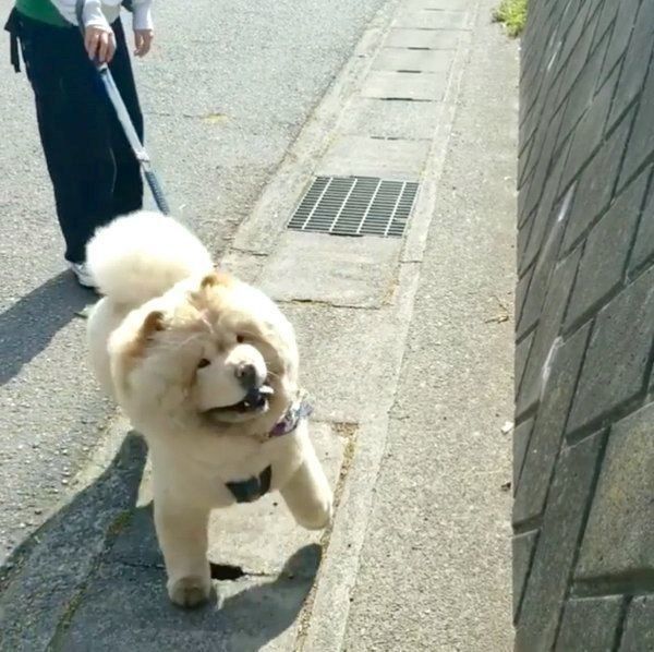 猫の鳴き真似に反応するくり蔵くん