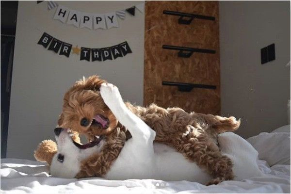 ワンコのぬいぐるみ争奪戦