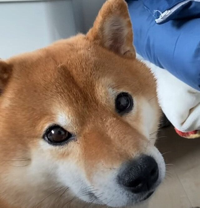 訴える犬
