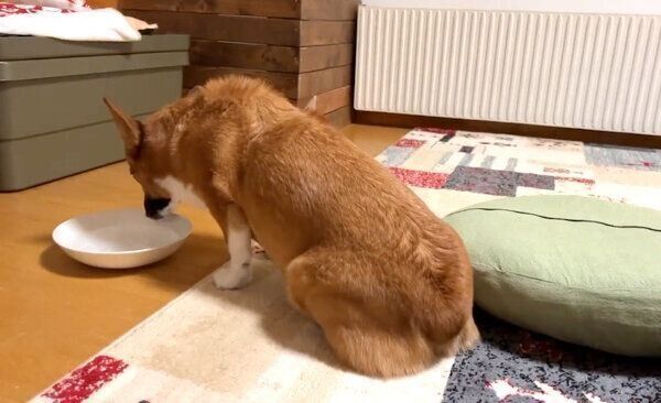 水を飲むちいくん