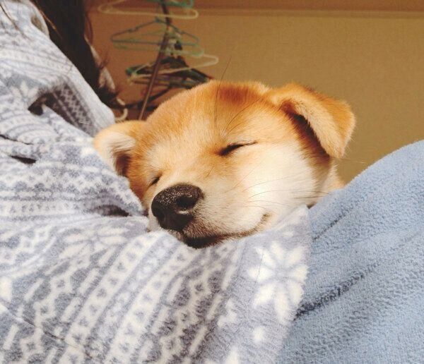 飼い主さんのお腹の上で眠る麦くん