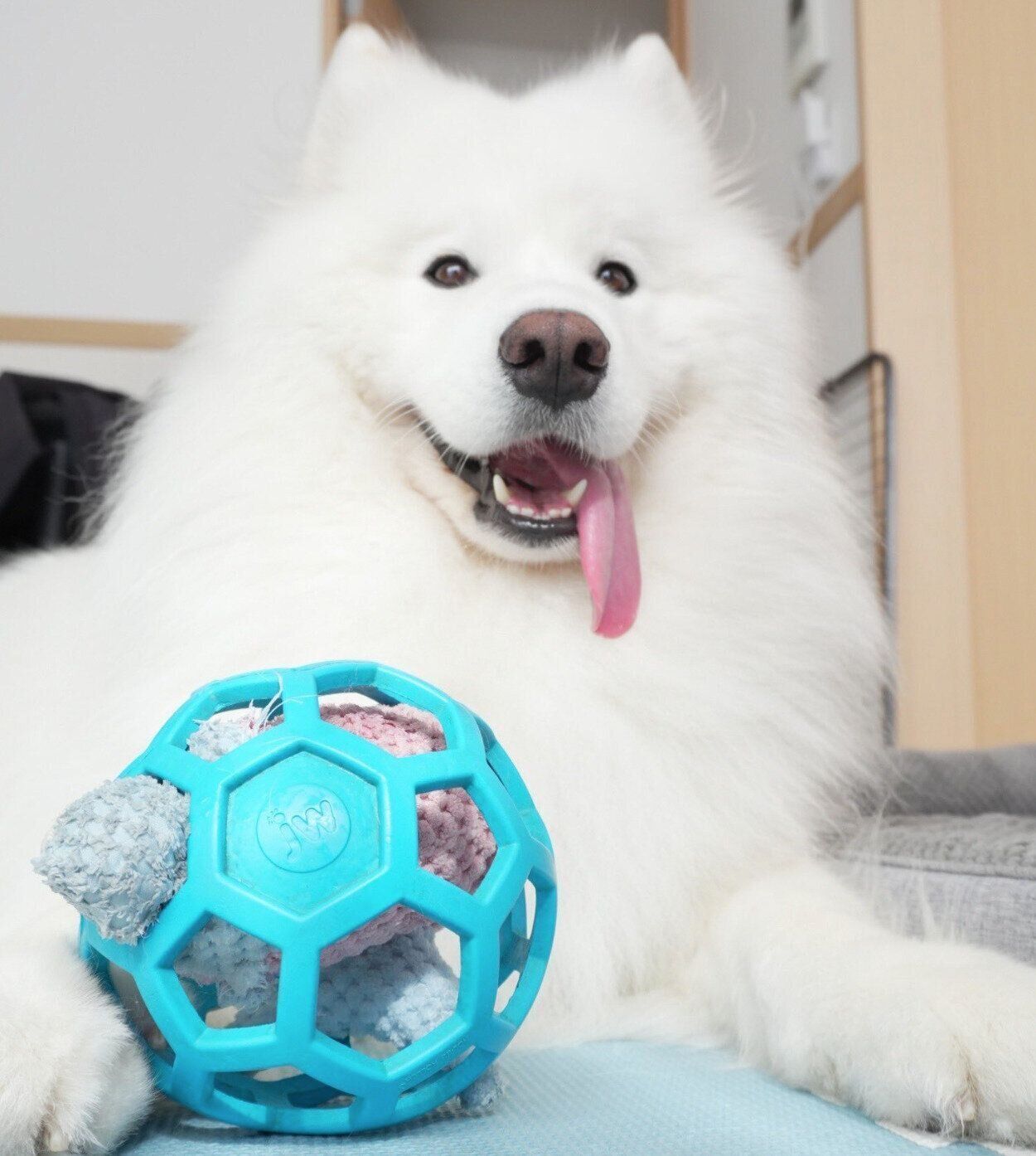 ニコニコ顔のダッツくん