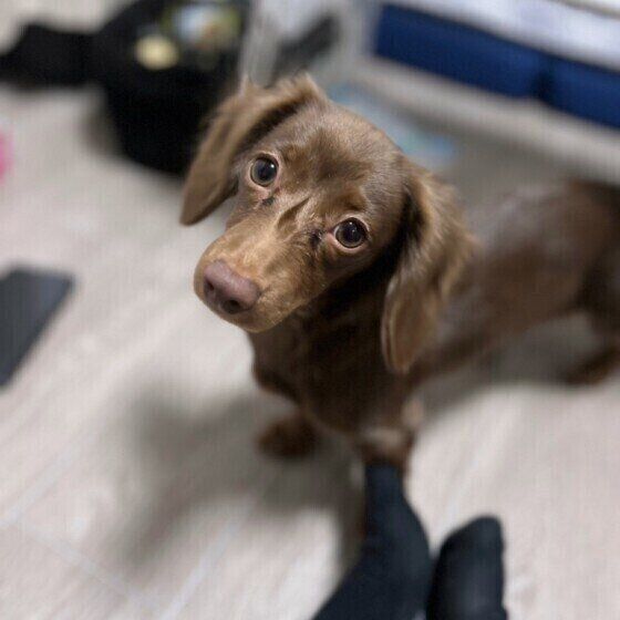 カニーンヘン・ダックスフンドのラテちゃん