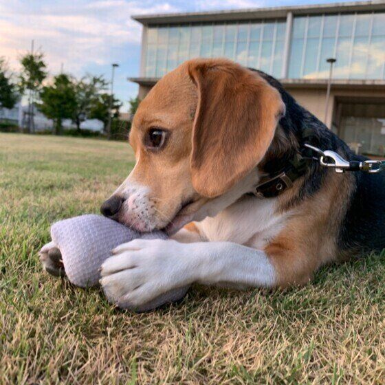 外で遊ぶビーグル