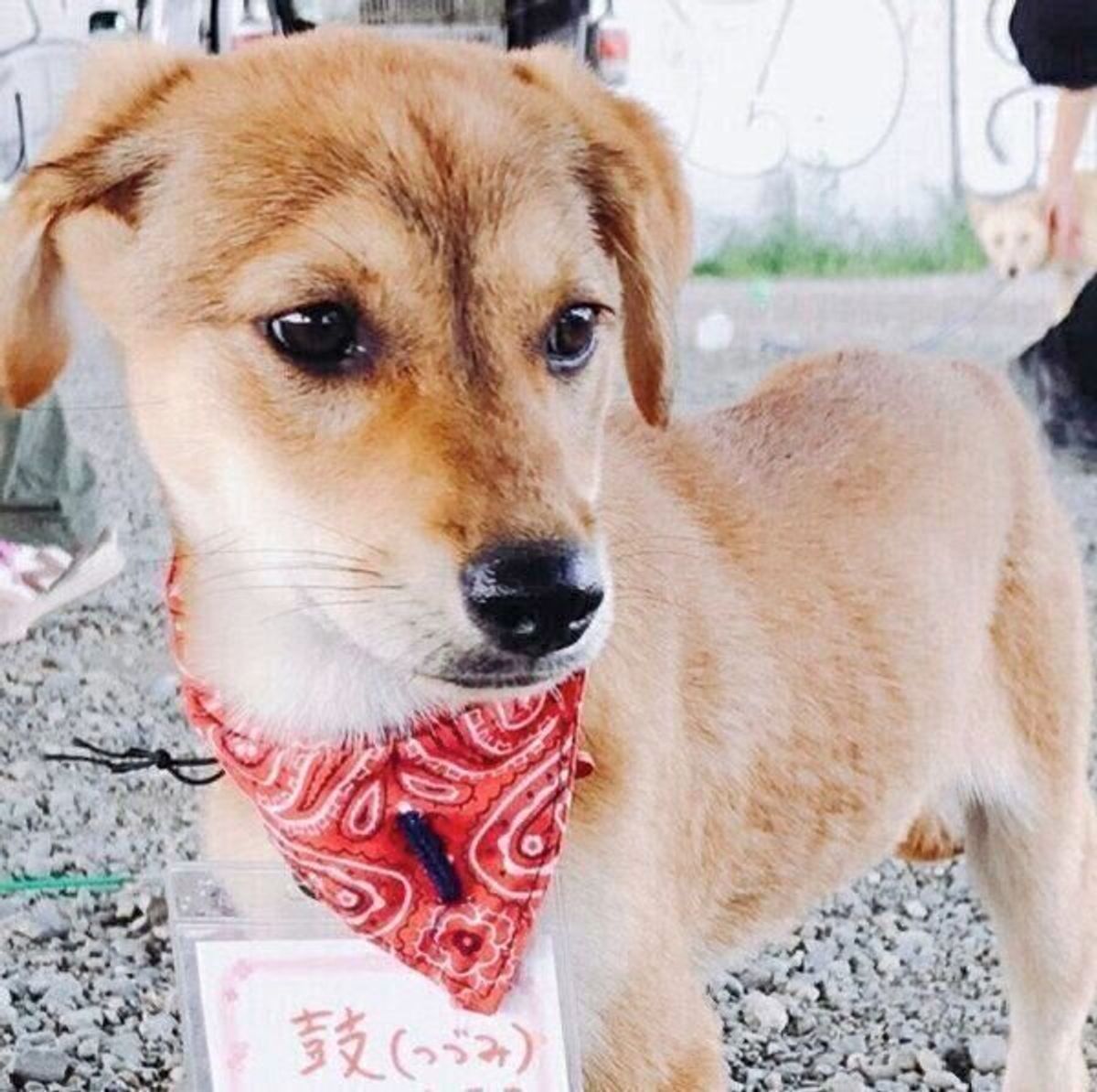 譲渡会で出会った臆病な野犬の子犬 家族になってもうすぐ3年 たくさんの嬉しい変化 に喜びを実感 いぬのきもちweb Magazine 譲渡会で出会った臆病な野犬の子犬 家族になってもうすぐ3年 たくさんの嬉しい変化 に喜びを実感 いぬのきもちweb Magazine