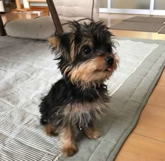 おやつをおねだりするヨークシャー・テリア