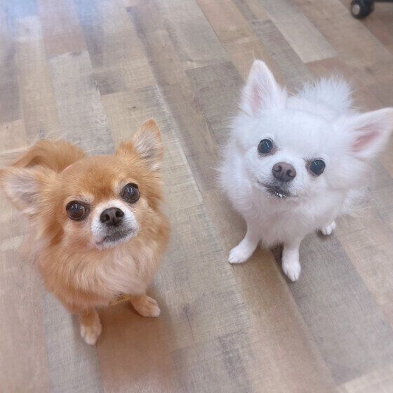 どこにする？ 犬が安心できるトイレの設置場所とは いぬのきもち