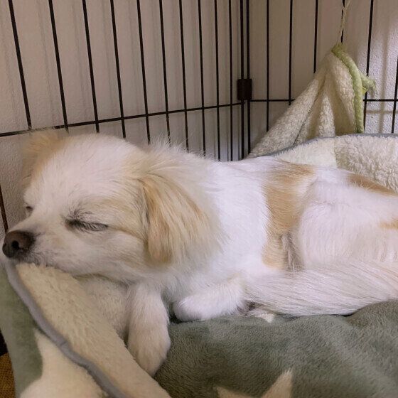 ケージでくつろぐチワワ