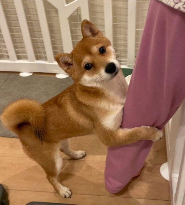 足に抱きつくもみじちゃん