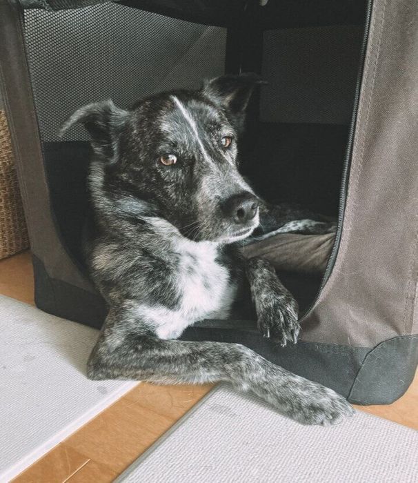 現在3才になった犬