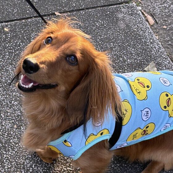 ダックスフンドのちゃちゃまる君