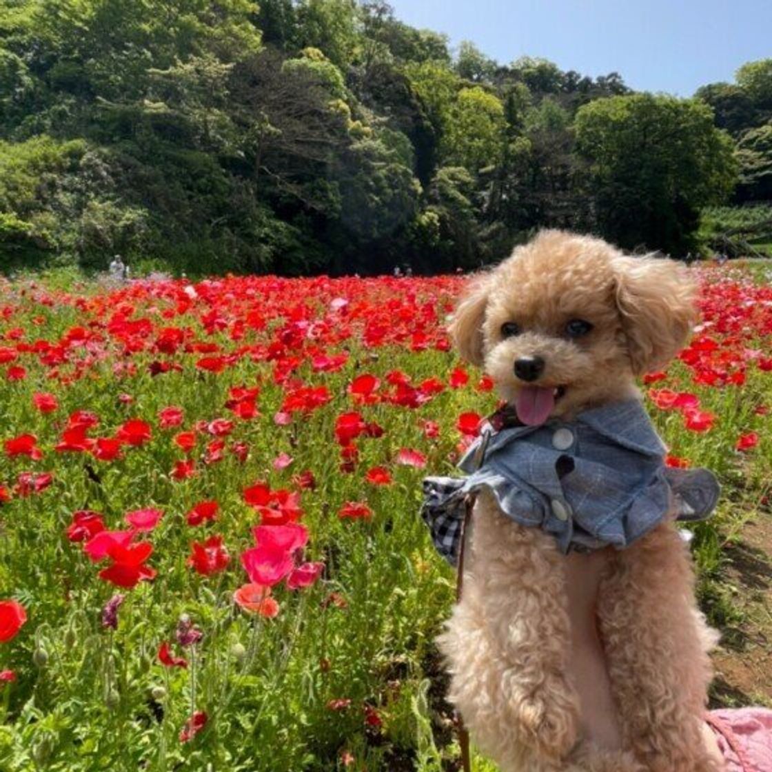 獣医師監修 犬にオクラを与えるときは注意が必要 与えるメリットとデメリットを解説 いぬのきもちweb Magazine 獣医師監修 犬にオクラを与えるときは注意が必要 与えるメリットとデメリットを解説 いぬのきもちweb Magazine