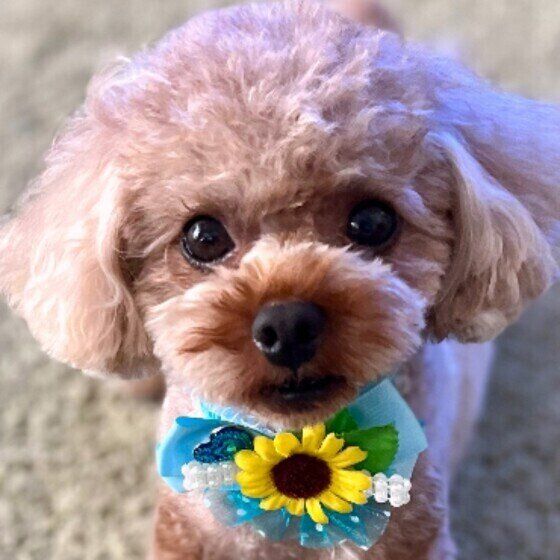 トイ・プードルのルーキーくん