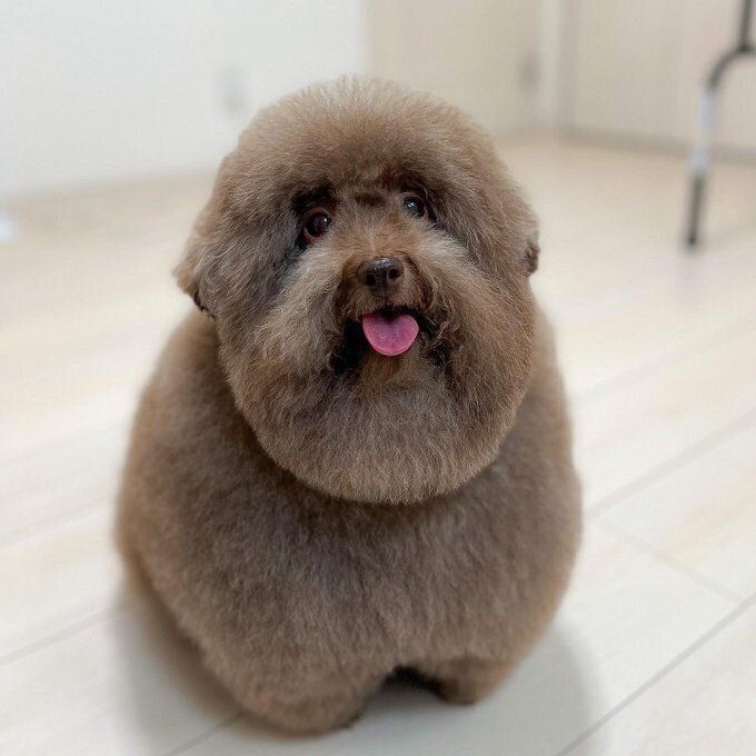 ふだんのちろるちゃん