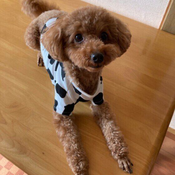 見つめるトイ・プードル