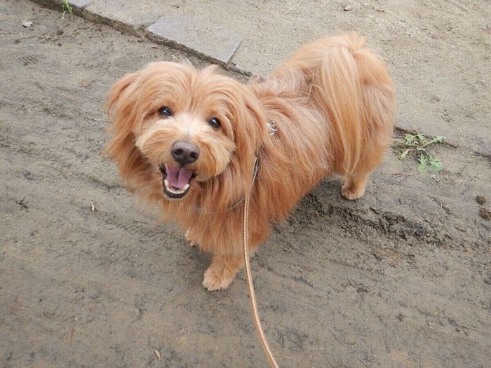 連載「こぐま犬てんすけ」