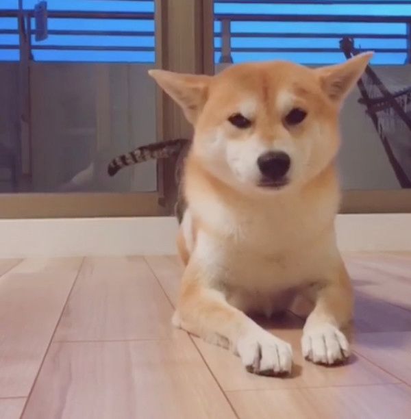 犬の背後に忍び寄る猫