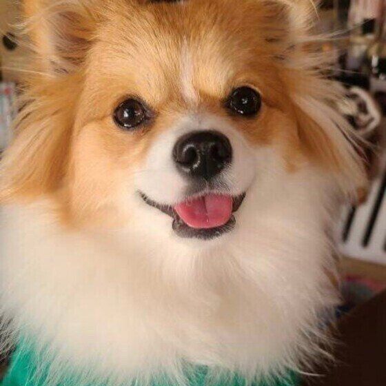 Mix（雑種）小型犬のららちゃんの笑顔