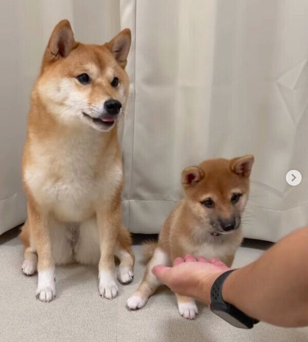 「オテ」の練習をするまるちゃんと、見守るはなちゃん