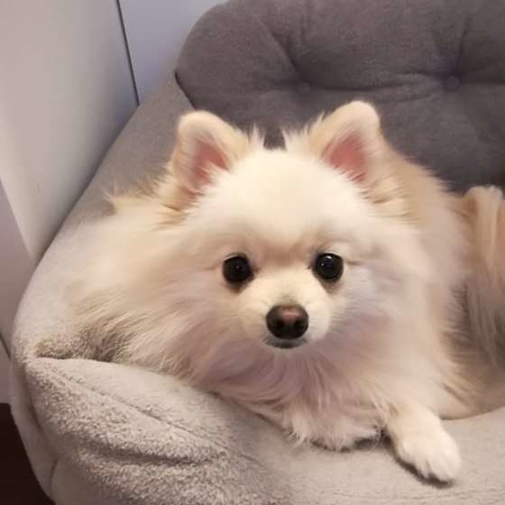 ごはん待ち中のポメラニアン