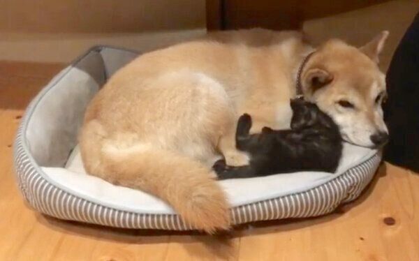 昔から仲良しな蘭丸くんとすずちゃん