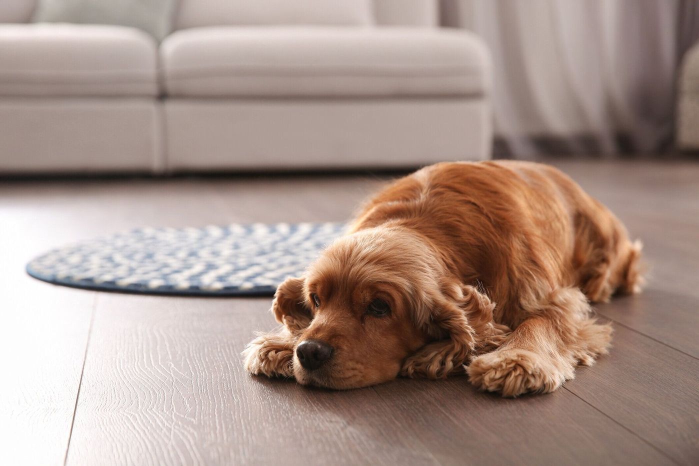 愛犬に避けられているかも 犬が 苦手な飼い主 に見せる行動4選 いぬのきもちweb Magazine 愛犬に避けられているかも 犬が 苦手な飼い主 に見せる行動4選 いぬのきもちweb Magazine