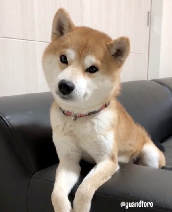 柴犬のゆうくん