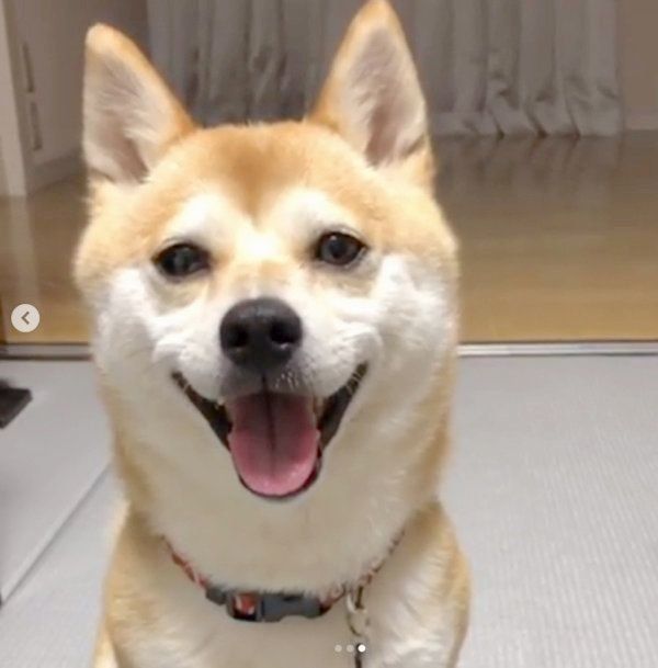 変顔しちゃう柴犬