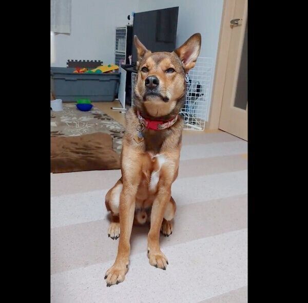 おやつを要求する小次郎くん