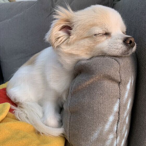 ウトウトする萌花ちゃん