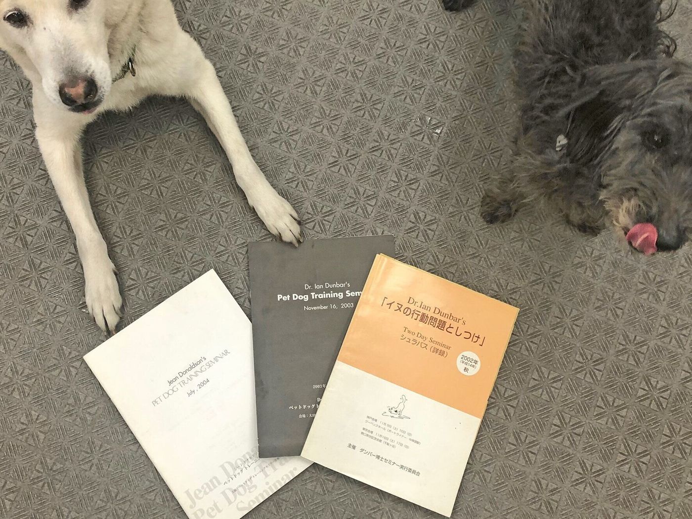 欧米スタイル の犬のしつけが先を行っているわけではない 連載 西川文二の 犬ってホントは Vol 70 いぬのきもちweb Magazine 欧米スタイル の犬のしつけが先を行っているわけではない 連載 西川文二の 犬ってホントは Vol 70 いぬのきもちweb Magazine