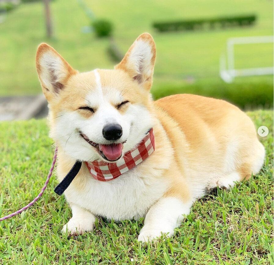 ウェルシュ・コーギー・ペンブロークのすももちゃん