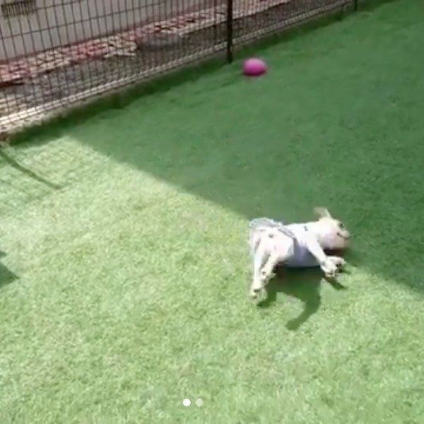 高速横回転するラブちゃん