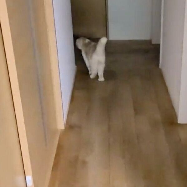 玄関のほうに向かうじゅんちゃん