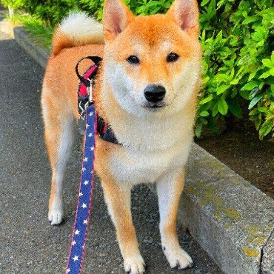 柴のくうくん♪