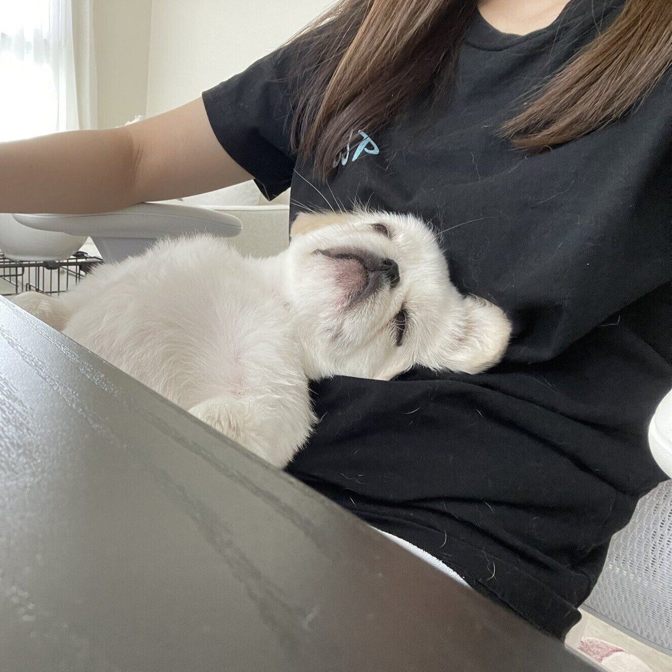 飼い主さんのひざの上でぐっすり眠るうにちゃん