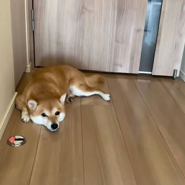 部屋の隅でふてくされるにこちゃん