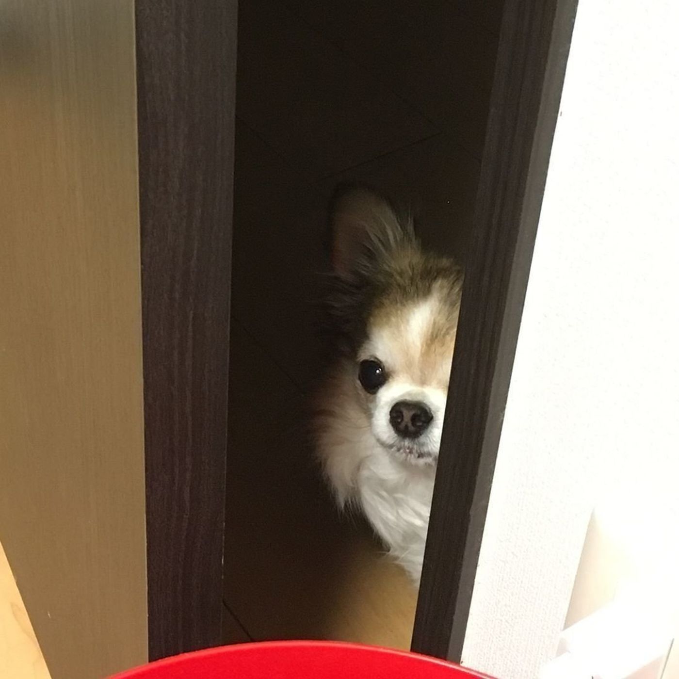 おもしろかわいい 家政婦は見た犬 そのときどんな気持ちなの いぬのきもちweb Magazine おもしろかわいい 家政婦は見た犬 そのときどんな気持ちなの いぬのきもちweb Magazine
