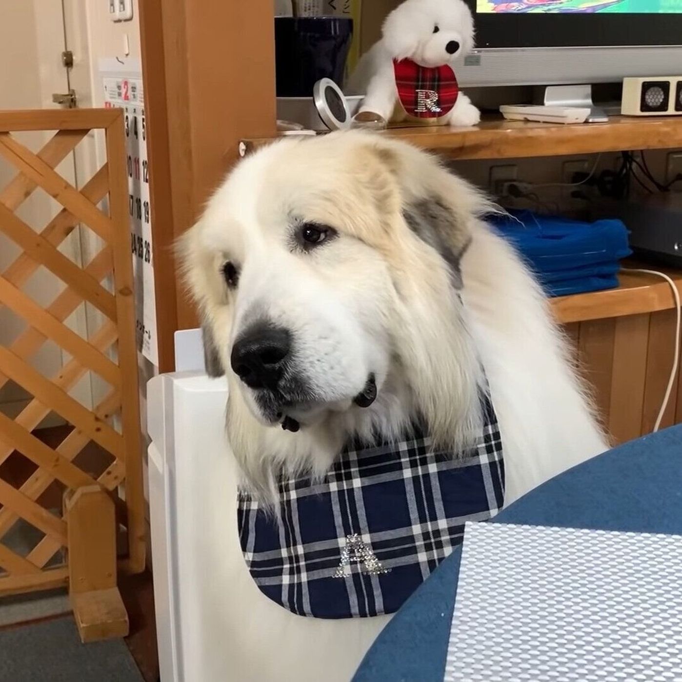 本当にお姉ちゃん帰ってくるの 首をかしげる大型犬 大好きな姉犬と久々に会えて大はしゃぎ いぬのきもちweb Magazine 本当にお姉ちゃん帰ってくるの 首をかしげる大型犬 大好きな姉犬と久々に会えて大はしゃぎ いぬのきもちweb Magazine