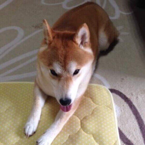 柴のりんちゃん