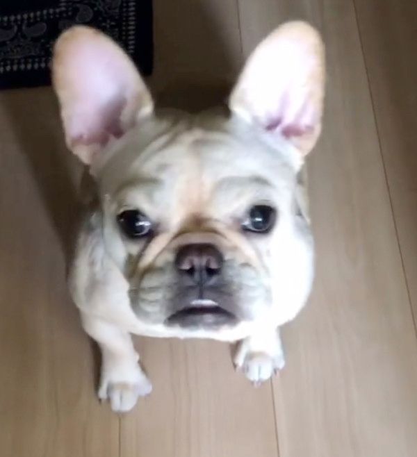 眉毛がすごい犬