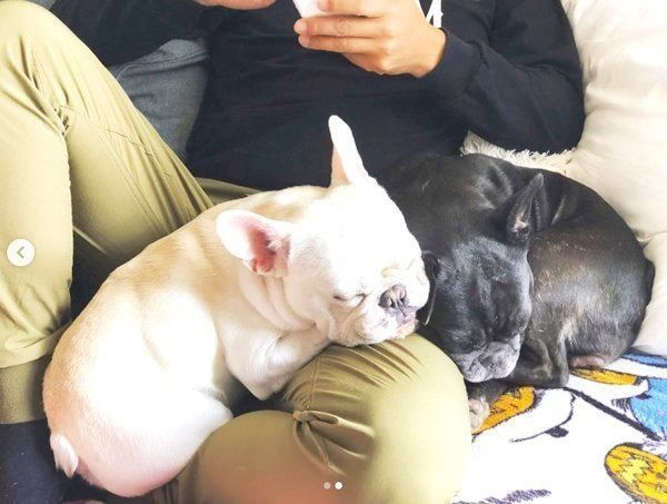 犬団子をするロビンちゃんとジークちゃん