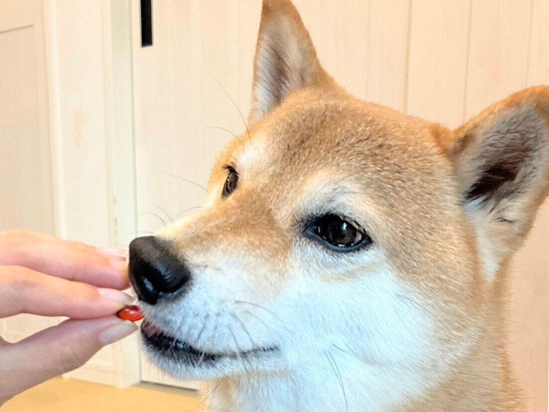 藍丸くん（6才／柴犬）