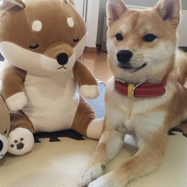 豆柴おとちゃん