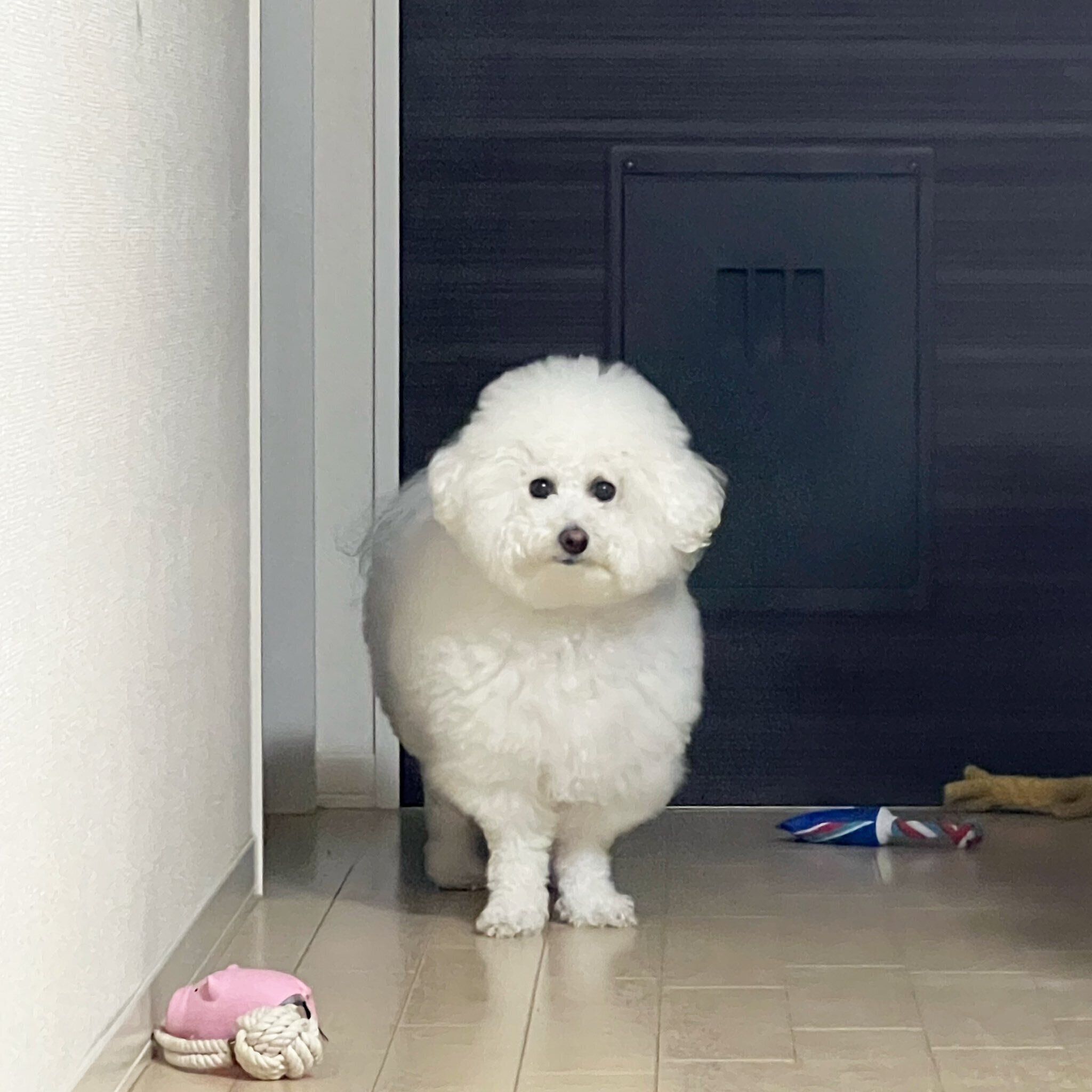 静かにたたずむプンちゃん