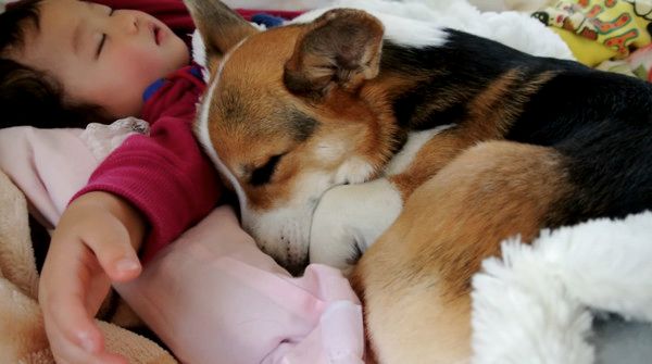 添い寝するコーギー