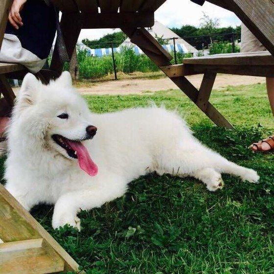 猿顔？のサモエド