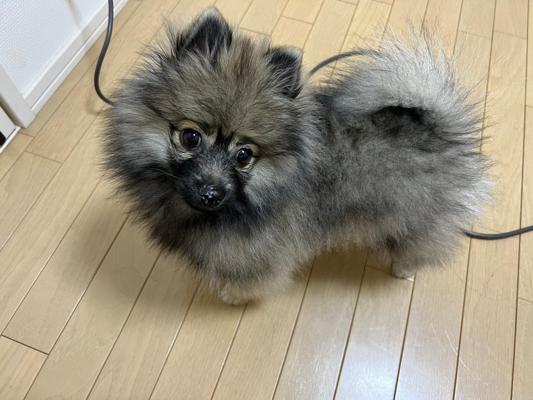 見つめるポンちゃん